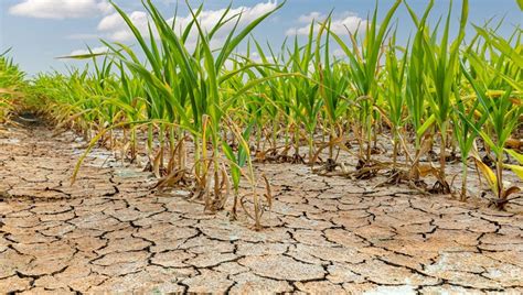 Topraktan temizlenmeyen malç naylonu sürdürülebilir tarımı tehdit ediyor İhlas Haber Ajansı